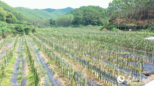 家庭农场结硕果 助力开拓扶贫路