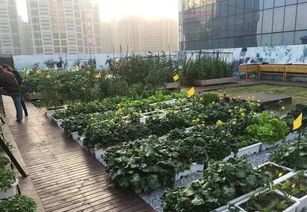 到底什么样的发展模式才适合中国的农场经营