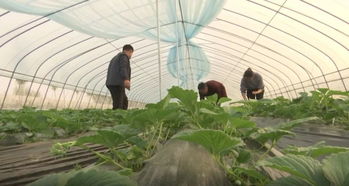 常振方 创办家庭农场 积极投身精准扶贫