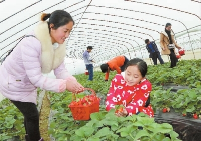 家庭农场