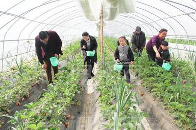 农村种植什么能致富