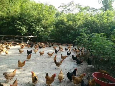 渌口区农业农村局