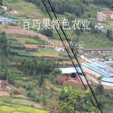 会同县百巧果家庭农场 供应产品