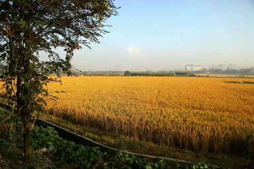 身边的好稻米 仲家桥稻米获 2020浙江好稻米 金奖产品