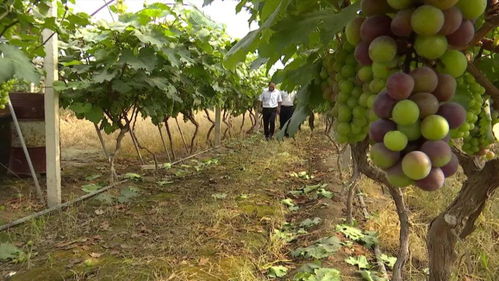 家庭农场注入农村新活力 颍州区他们正在