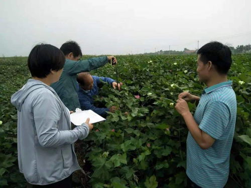 广饶 加快农业高质量发展 推进乡村振兴惠民生