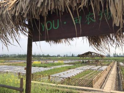 清明长假去哪 双浦原乡“YOU·田农场”开启农耕体验