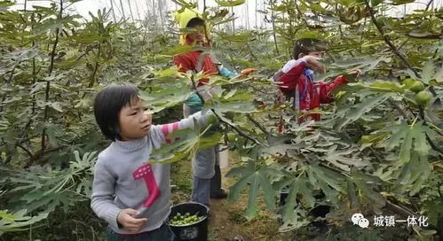 家庭生态农场规划及休闲农业