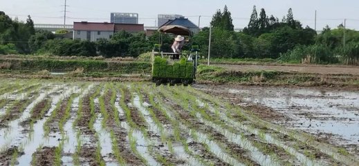 稻田披新绿!这里的家庭农场开始水稻插秧啦