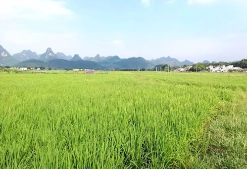清新5家入选 2019年省级示范家庭农场名单公布,有你去过的吗