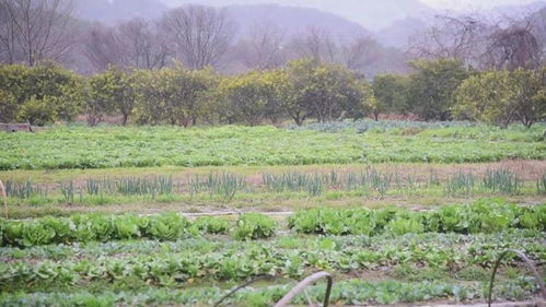 气温骤降 大棚果蔬 添衣保暖