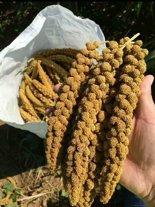正宗火山小米种植家庭农场特产进驻逸城畅心购