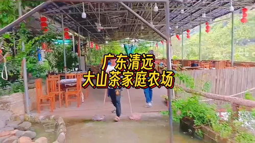 在广东清远,这家大山茶家庭农场民宿,老少皆宜,欢乐无比