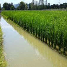 湖南省浏阳市孔蒲中家庭农场