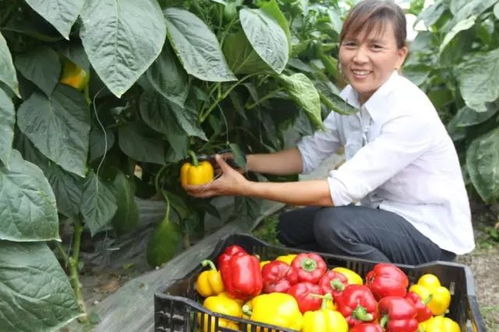 连云港这个村有望成为江苏最美乡村 你知道是那个吗