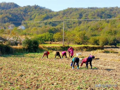 2000多亩的油菜花田,打造六安版的 婺源 ,是你的家乡吗
