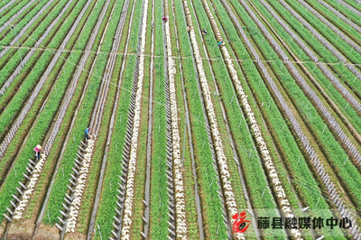 藤县在库家庭农场2100多家 注册家庭农场260多家