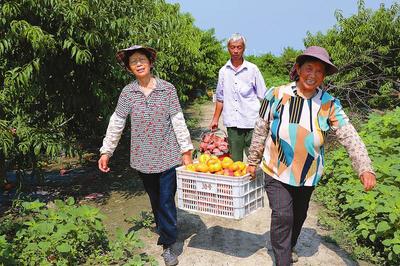 阜宁县陈良镇桃子进入丰收季