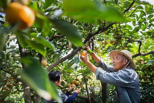 首批家庭农场典型案例,他们的成功可复制
