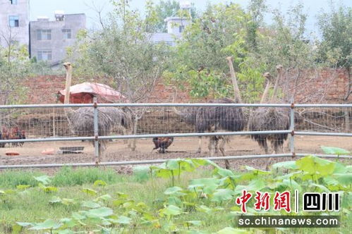 盐源 特色鸵鸟养殖新产业引领乡村振兴