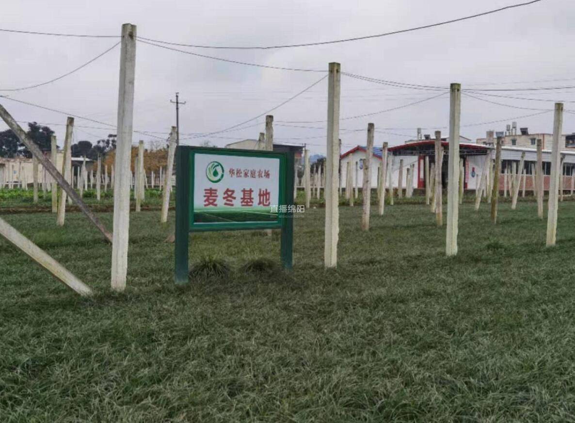 67创建省级地理标志产品保护示范区涪城麦冬加油