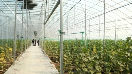 广饶县名优特色种植提高农民收入 助力乡村振兴