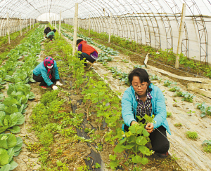 津首个家庭农场注册成立 女白领变身“农场主”-农场-北方网-新闻中心