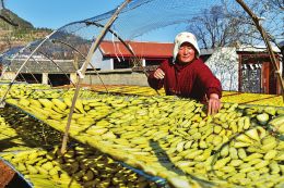 家庭农场 撬动山西乡村振兴新引擎