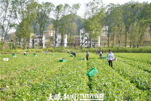 杨廷兴的家庭农场 一条致富路，七年蔬菜情