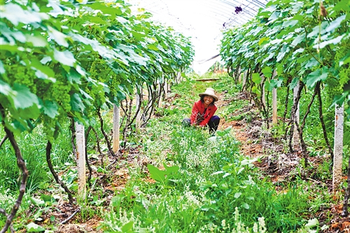 家庭农场 现代化农业的致富新亮点