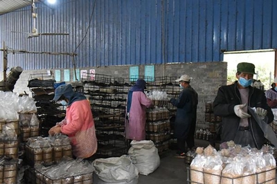 浙江江山 专班化服务助力食用菌企业与家庭农场复工复产