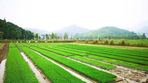 赞！萧山这8家家庭农场成为2020年省级“示范生”家庭农场