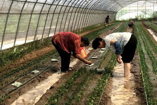 远销日韩，东凌鲜花开出‘国际范’家庭农场
