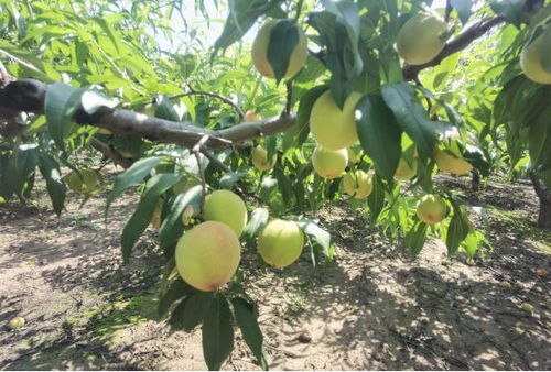 富了农民 强了农业 看这里的家庭农场如何赋能乡村振兴