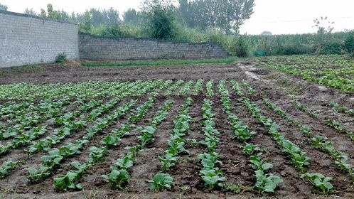 347天 雨后农场的清新时光——中国10家生态农场影像日记